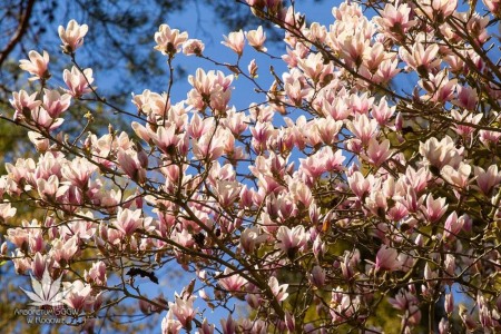 Bilety na wydarzenie - Bilet wstępu do Arboretum w Rogowie, Rogów